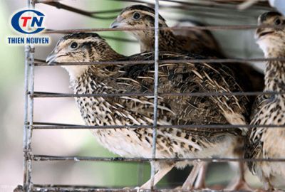 Nguyên nhân và cách phòng bệnh cầu trùng ở chim cút hiệu quả